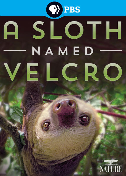 Image result for a sloth named velcro