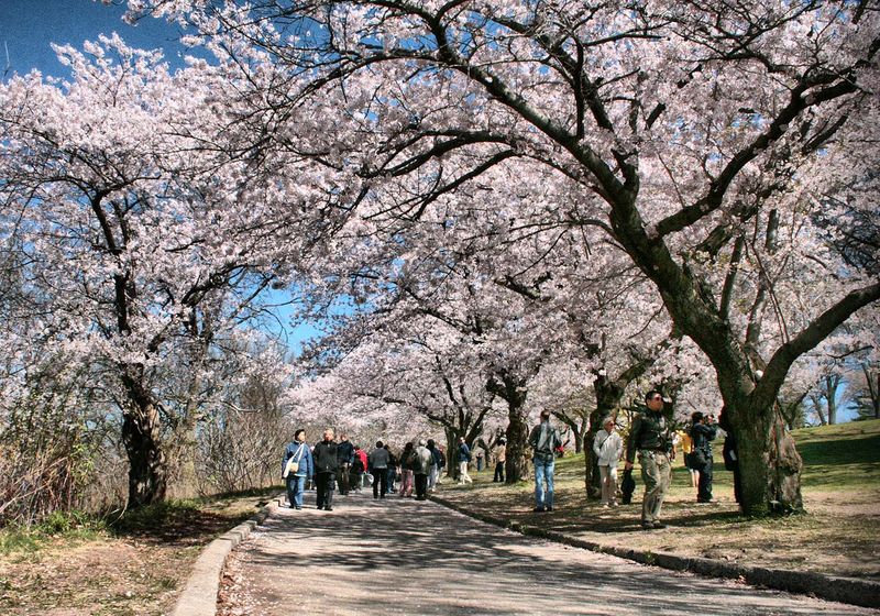 High Park cherry blossom walk by David Allen High Park cherry blossom walk by David Allen