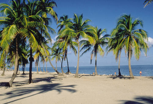 Palm_Trees-4649 Palm_Trees-4649
