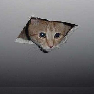 Cieling cat Cieling cat