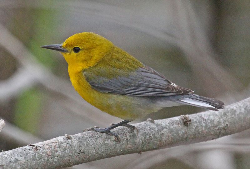 Prothonotary_Warbler