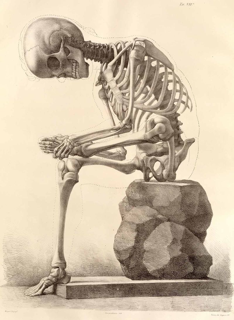 Skeleton Skeleton