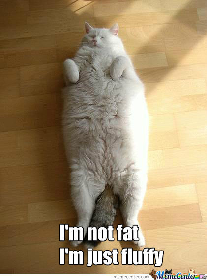Fluffy Not Fat Cat Fluffy Not Fat Cat