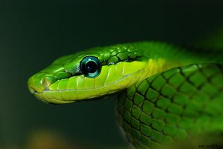 Snakes titles at NYCL Snake