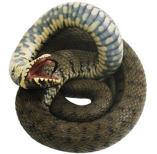 Western Diamondback Rattlesnake Western Diamondback Rattlesnake