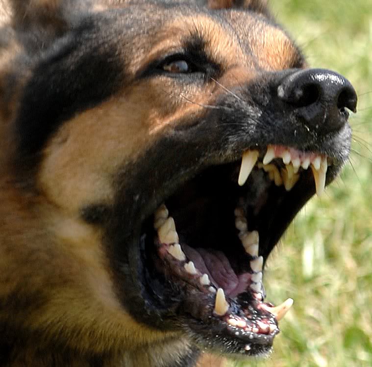 BarkingDog BarkingDog
