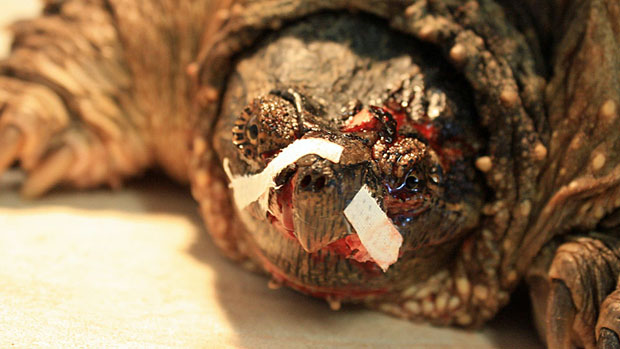 WoundedTurtle WoundedTurtle