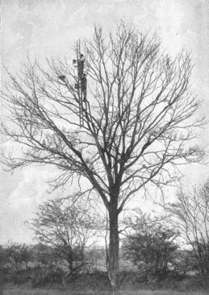 Photographing a nest in a tree