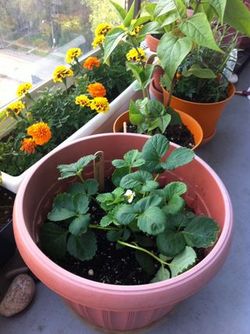 Strawberry plant in a pot balcony