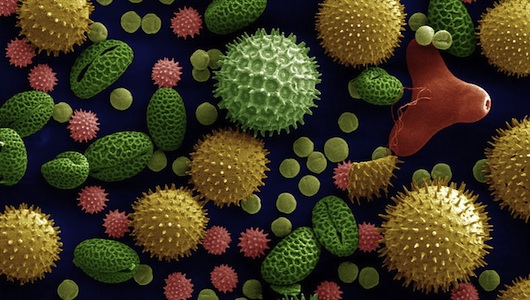 Pollen_3 Pollen_3