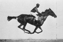 220px-Muybridge_race_horse_animated