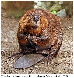 Beaver