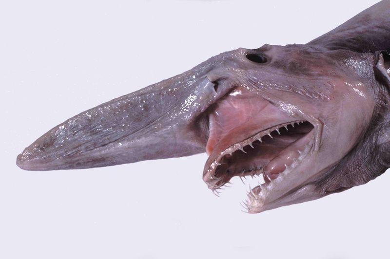 Goblin shark Goblin shark