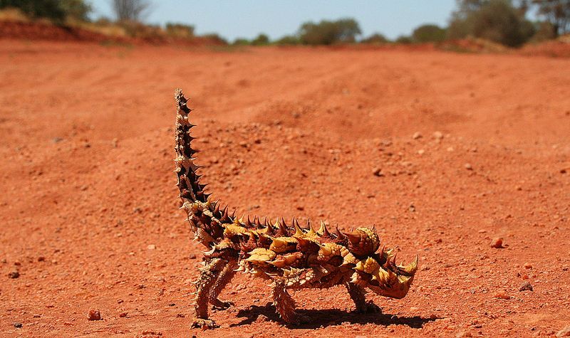 Thorny devil Thorny devil
