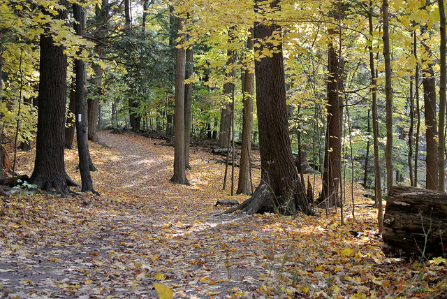 Dundas valley