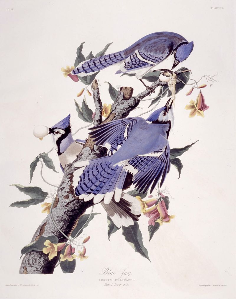 Blue Jay by John J. Audubon