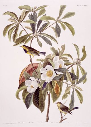 Bachman’s Warbler
