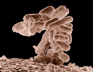 Microorganism