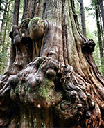 HADWINS JUDGEMENT HADWINS JUDGEMENT