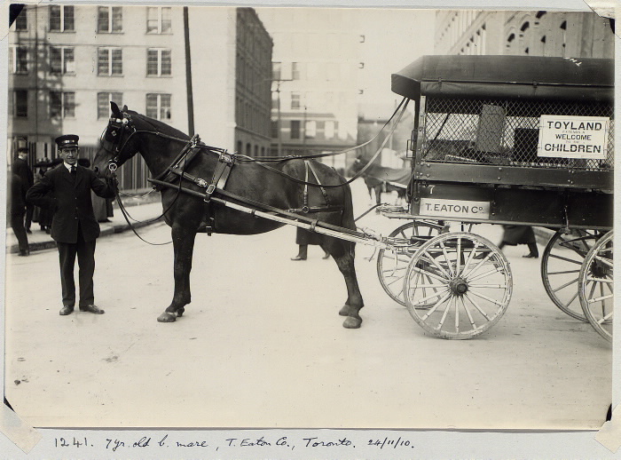 7 yr. old bay mare, T. Eaton Co., Toronto November 24 1910 7 yr. old bay mare, T. Eaton Co., Toronto November 24 1910