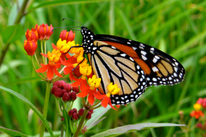monarch butterfly on a flower monarch butterfly on a flower