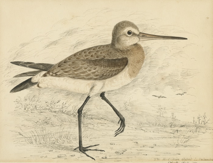 The Hudsonian Godwit illustration