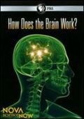 How does the brain work