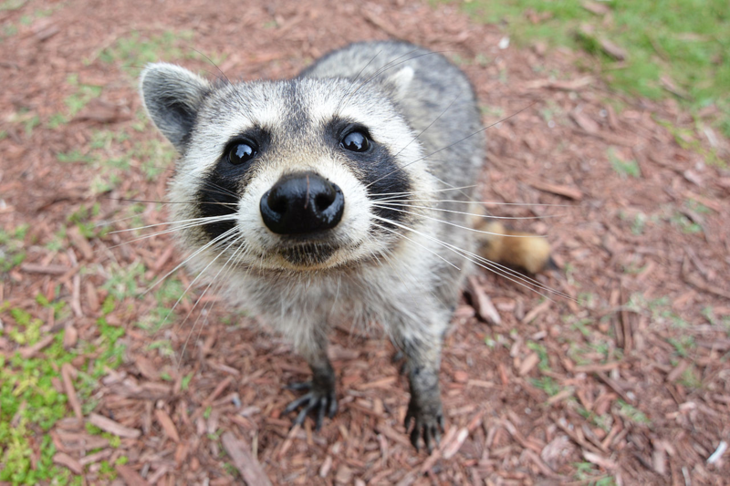 Curious Raccoon