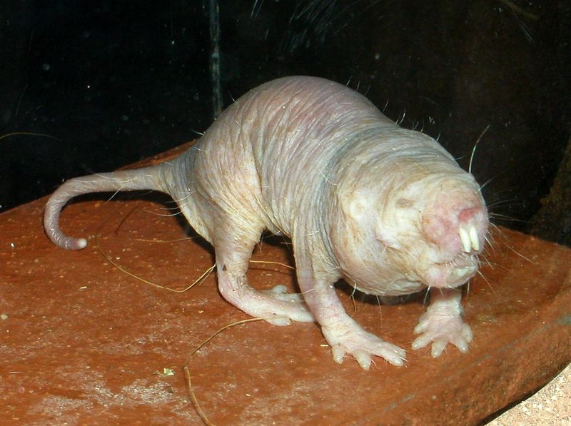 Naked mole rat Naked mole rat