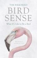 Bird sense