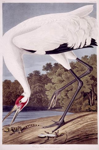 Whooping Crane