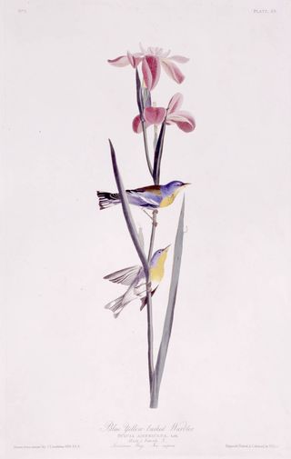 Blue Yellow-backed Warbler