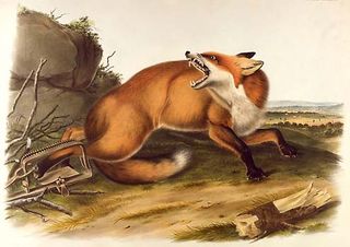 Red Fox