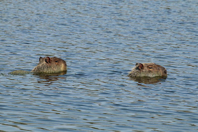 Capybara swimming by Charlesjsharp - own work from Sharp Photography sharpphotography via wiki creative commons Capybara swimming by Charlesjsharp - own work from Sharp Photography sharpphotography via wiki creative commons