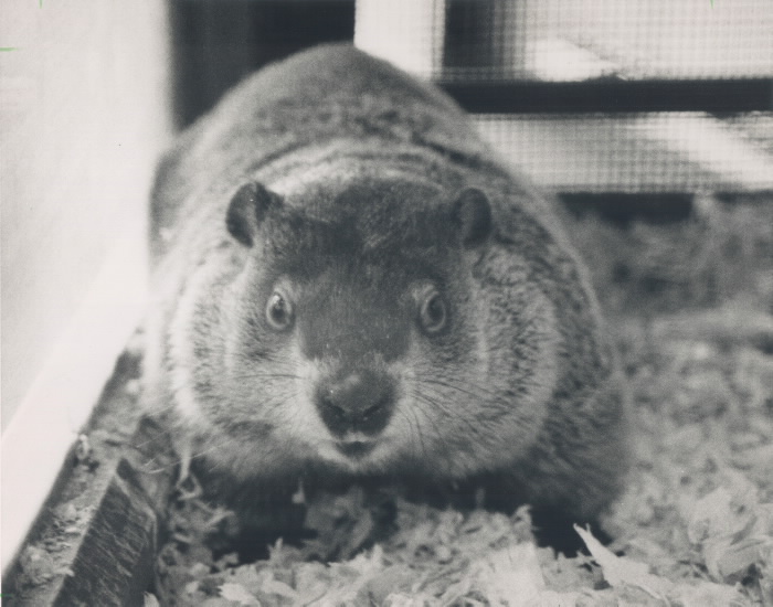 1990 photo Toronto Star Archive Groundhog