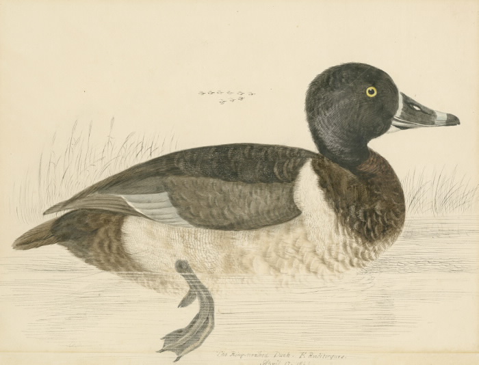 RingNecked Duck illustration