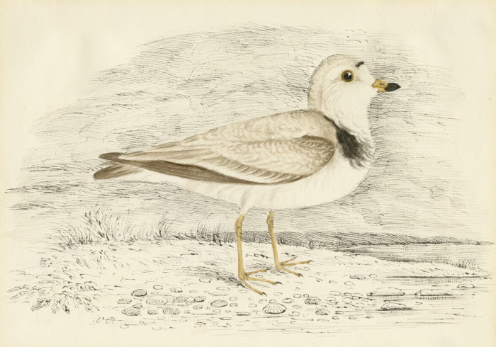 Piping Plover illustration
