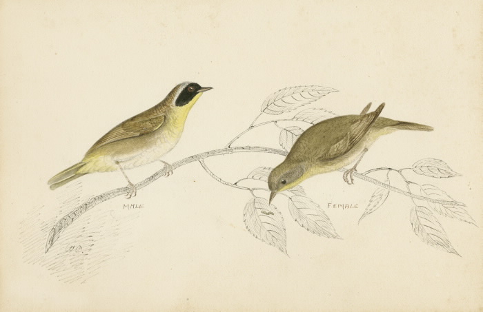 Illustration of two Maryland  Yellow-Throats
