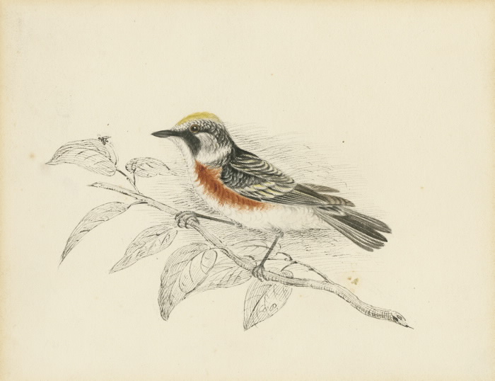 Chesnut sided warbler illustration