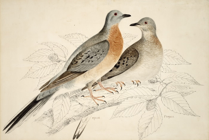 Illustration of male and female passenger pigeons