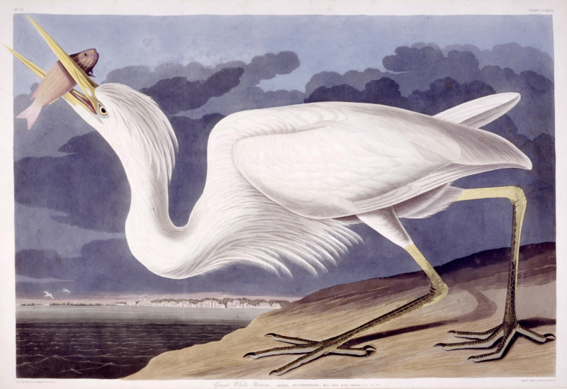 Heron