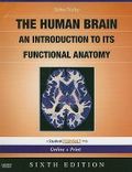 The human brain