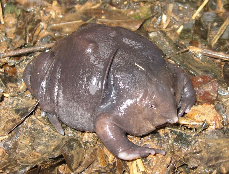 Indian purple frog Indian purple frog