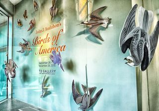 TD Gallery Audubon Birds of Americ