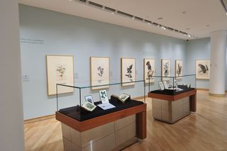 TD Gallery Audubon Birds of Americ