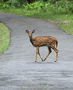 Deer crossing road Deer crossing road