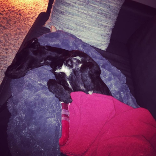 Cozy Creature  Lennon