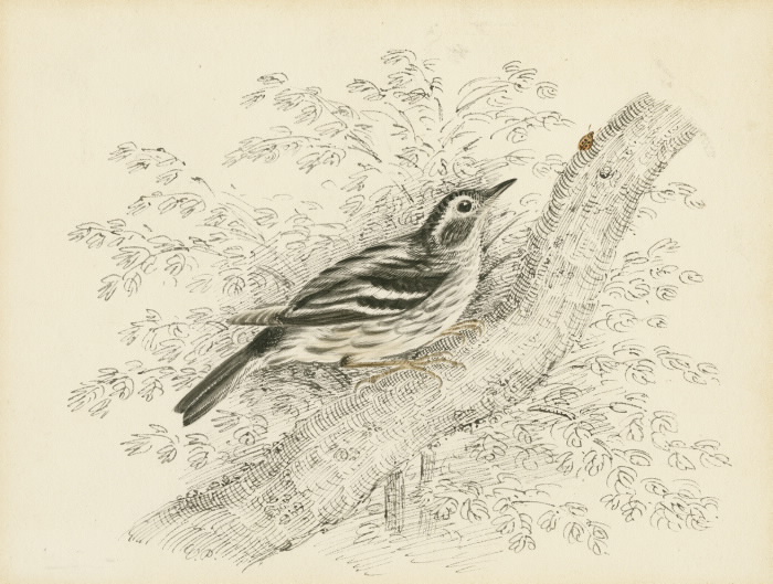 Black and White Warbler illustration