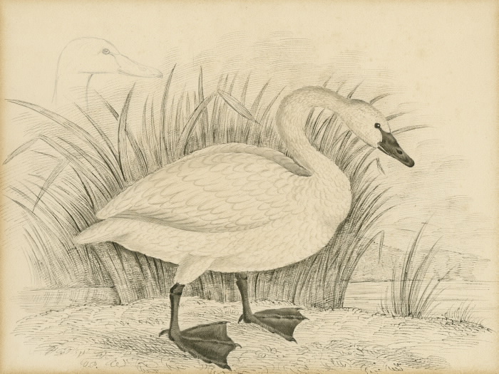 Trumpeter Swan illustration