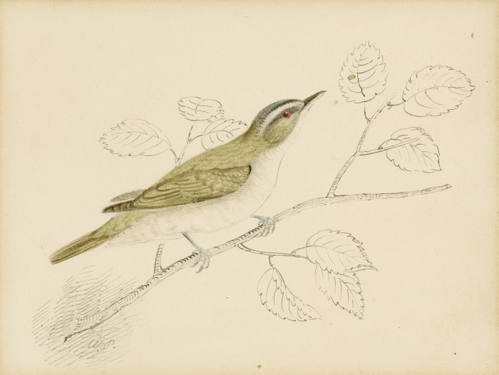 Red Eyed Vireo illustration